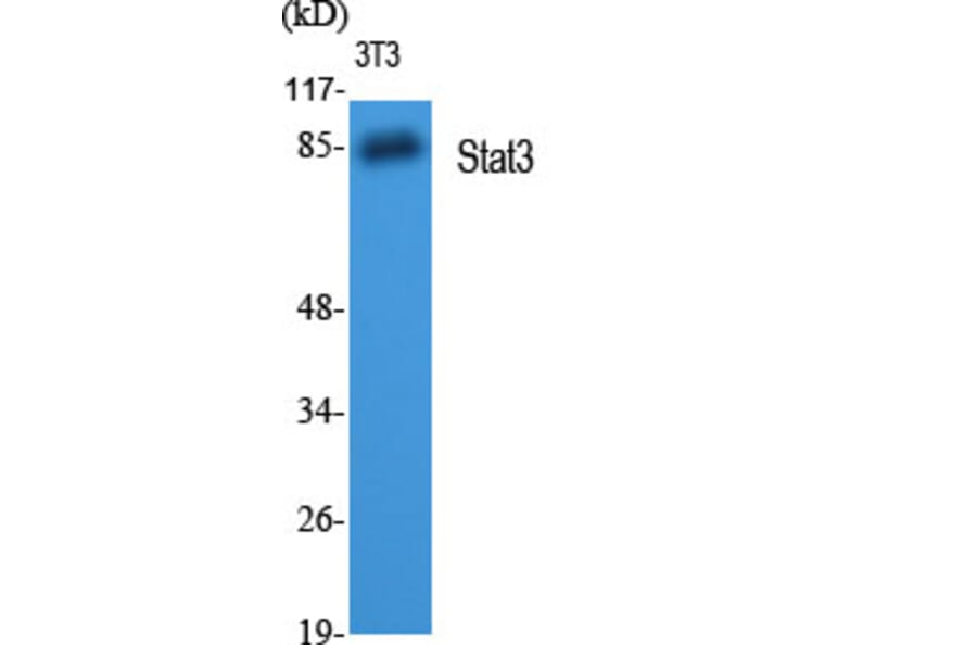 Western blot - Stat3 Polyclonal Antibody from Signalway Antibody (41465) - Antibodies.com