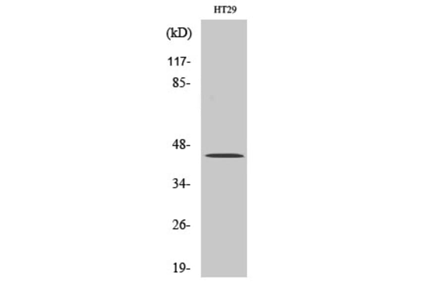 Western blot - TGFβ1 Polyclonal Antibody from Signalway Antibody (41494) - Antibodies.com
