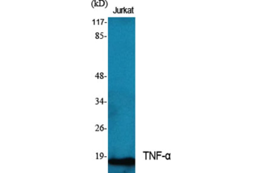 Western blot - TNF-α Polyclonal Antibody from Signalway Antibody (41504) - Antibodies.com