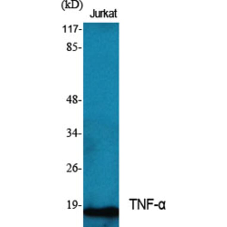 Western blot - TNF-α Polyclonal Antibody from Signalway Antibody (41504) - Antibodies.com