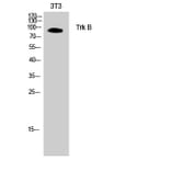 Western blot - Trk B Polyclonal Antibody from Signalway Antibody (41515) - Antibodies.com