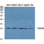 Western blot - TWEAK Polyclonal Antibody from Signalway Antibody (41518) - Antibodies.com