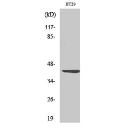 Western blot - Wnt-1 Polyclonal Antibody from Signalway Antibody (41535) - Antibodies.com