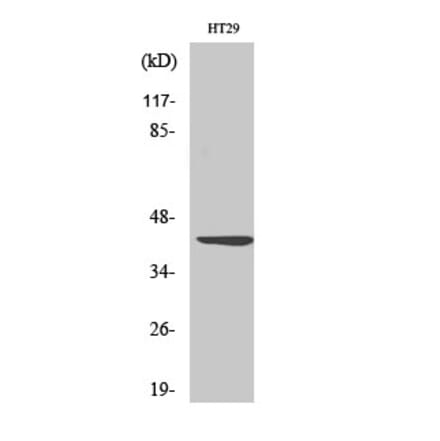 Western blot - Wnt-1 Polyclonal Antibody from Signalway Antibody (41535) - Antibodies.com