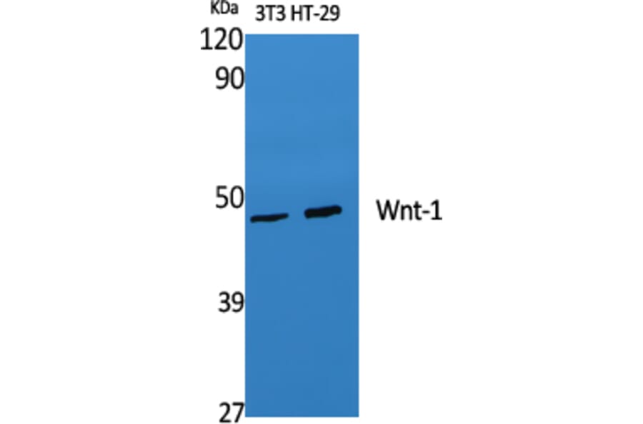 Western blot - Wnt-1 Polyclonal Antibody from Signalway Antibody (41535) - Antibodies.com