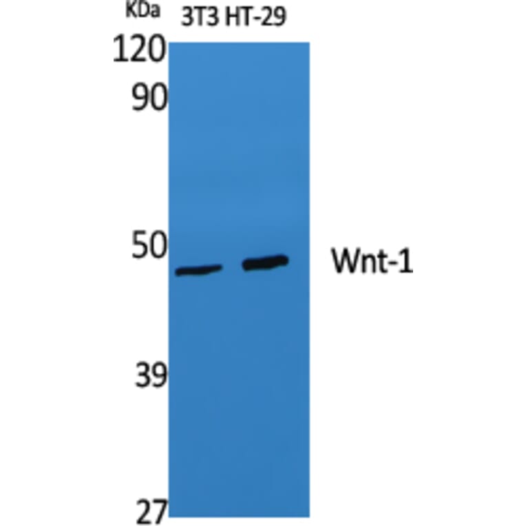 Western blot - Wnt-1 Polyclonal Antibody from Signalway Antibody (41535) - Antibodies.com