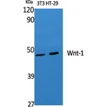 Western blot - Wnt-1 Polyclonal Antibody from Signalway Antibody (41535) - Antibodies.com