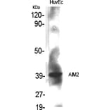 Western blot - AIM2 Polyclonal Antibody from Signalway Antibody (40561) - Antibodies.com