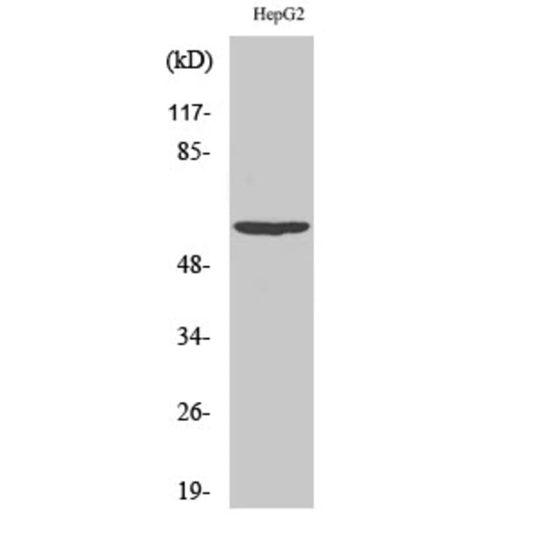 Western blot - Akt1 Polyclonal Antibody from Signalway Antibody (40571) - Antibodies.com