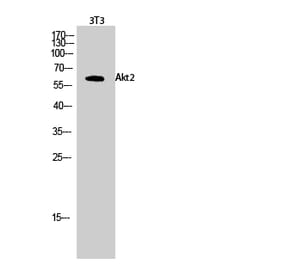 Western blot - Akt2 Polyclonal Antibody from Signalway Antibody (40578) - Antibodies.com