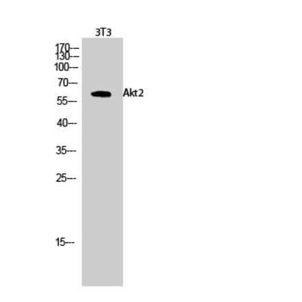 Western blot - Akt2 Polyclonal Antibody from Signalway Antibody (40578) - Antibodies.com