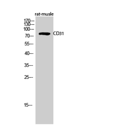 Western blot - CD31 Polyclonal Antibody from Signalway Antibody (40699) - Antibodies.com