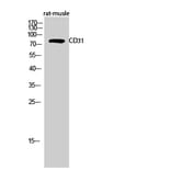 Western blot - CD31 Polyclonal Antibody from Signalway Antibody (40699) - Antibodies.com