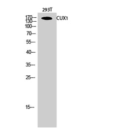 Western blot - CUX1 Polyclonal Antibody from Signalway Antibody (40725) - Antibodies.com