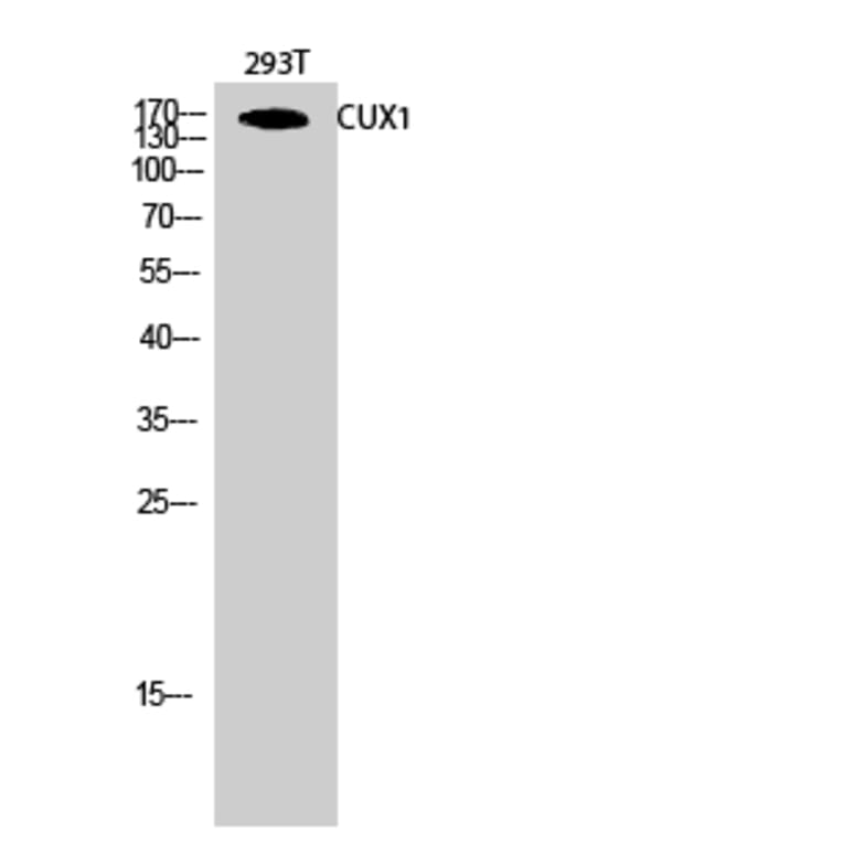 Western blot - CUX1 Polyclonal Antibody from Signalway Antibody (40725) - Antibodies.com