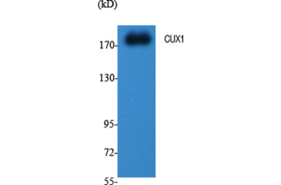 Western blot - CUX1 Polyclonal Antibody from Signalway Antibody (40725) - Antibodies.com
