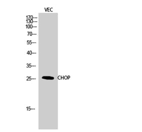 Western blot - CHOP Polyclonal Antibody from Signalway Antibody (40744) - Antibodies.com