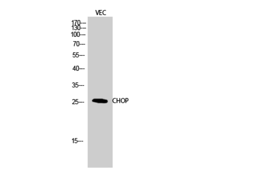 Western blot - CHOP Polyclonal Antibody from Signalway Antibody (40744) - Antibodies.com