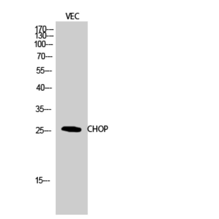 Western blot - CHOP Polyclonal Antibody from Signalway Antibody (40744) - Antibodies.com