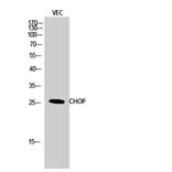 Western blot - CHOP Polyclonal Antibody from Signalway Antibody (40744) - Antibodies.com