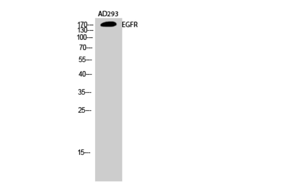 Western blot - EGFR Polyclonal Antibody from Signalway Antibody (40868) - Antibodies.com