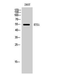 Western blot - ETS1 Polyclonal Antibody from Signalway Antibody (40909) - Antibodies.com
