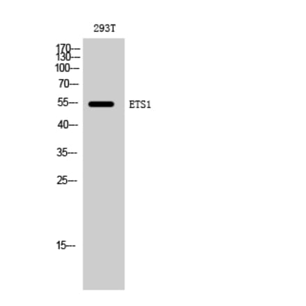 Western blot - ETS1 Polyclonal Antibody from Signalway Antibody (40909) - Antibodies.com