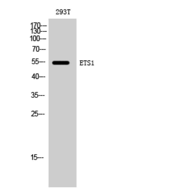 Western blot - ETS1 Polyclonal Antibody from Signalway Antibody (40909) - Antibodies.com