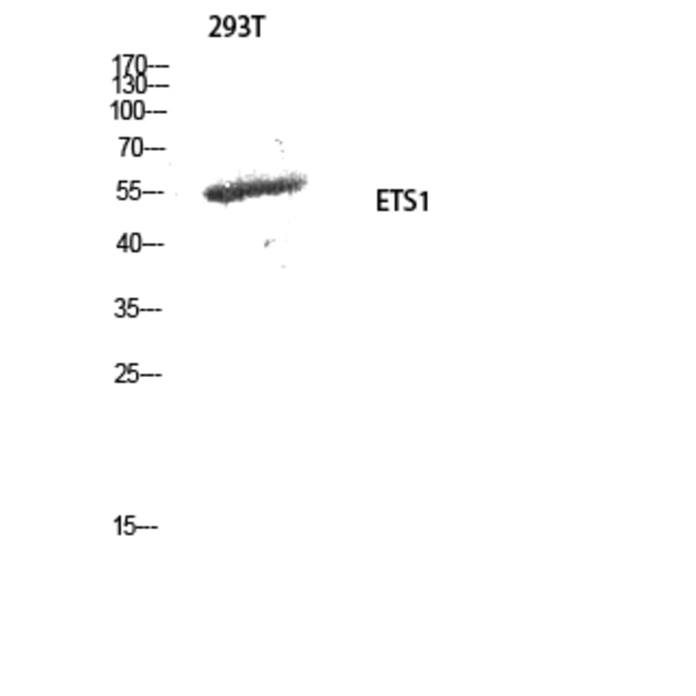 Western blot - ETS1 Polyclonal Antibody from Signalway Antibody (40909) - Antibodies.com