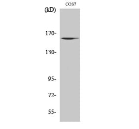 Western blot - GTBP Polyclonal Antibody from Signalway Antibody (40990) - Antibodies.com
