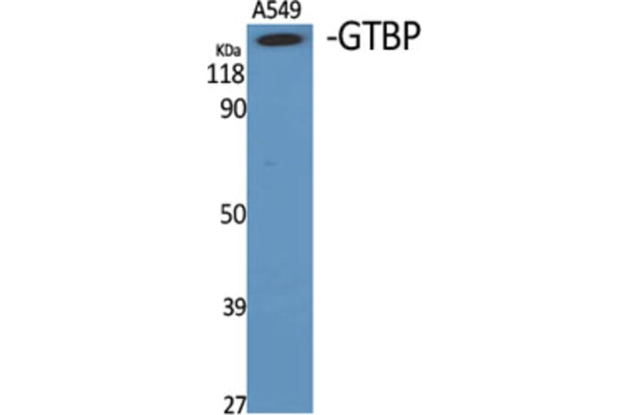 Western blot - GTBP Polyclonal Antibody from Signalway Antibody (40990) - Antibodies.com