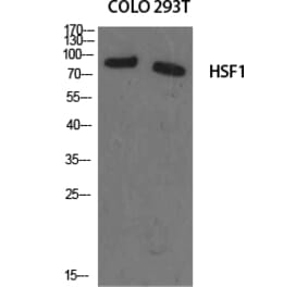 Western blot - HSF1 Polyclonal Antibody from Signalway Antibody (41037) - Antibodies.com