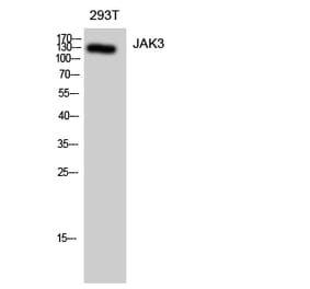 Western blot - JAK3 Polyclonal Antibody from Signalway Antibody (41082) - Antibodies.com