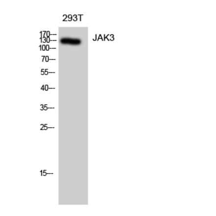 Western blot - JAK3 Polyclonal Antibody from Signalway Antibody (41082) - Antibodies.com