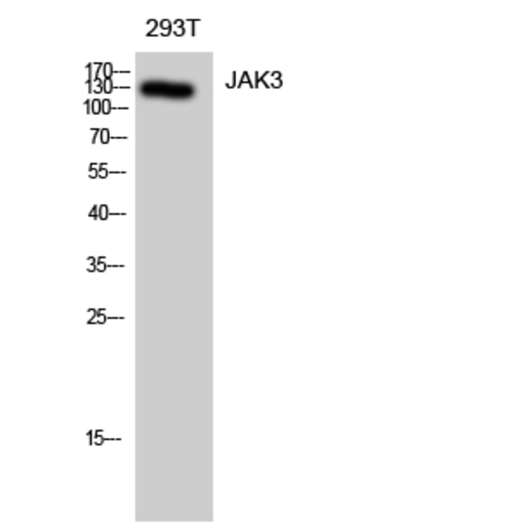 Western blot - JAK3 Polyclonal Antibody from Signalway Antibody (41082) - Antibodies.com