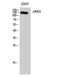 Western blot - JAK3 Polyclonal Antibody from Signalway Antibody (41082) - Antibodies.com