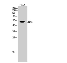 Western blot - JNK3 Polyclonal Antibody from Signalway Antibody (41087) - Antibodies.com