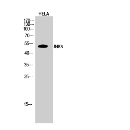 Western blot - JNK3 Polyclonal Antibody from Signalway Antibody (41087) - Antibodies.com