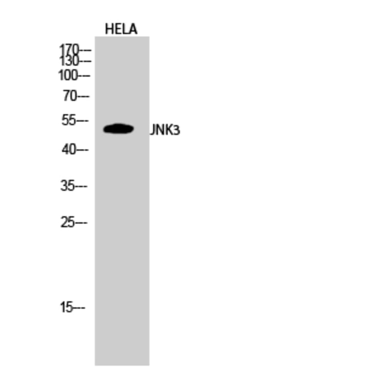 Western blot - JNK3 Polyclonal Antibody from Signalway Antibody (41087) - Antibodies.com