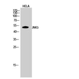 Western blot - JNK3 Polyclonal Antibody from Signalway Antibody (41087) - Antibodies.com