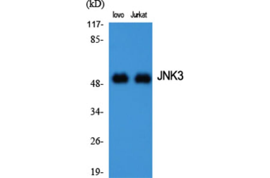 Western blot - JNK3 Polyclonal Antibody from Signalway Antibody (41087) - Antibodies.com