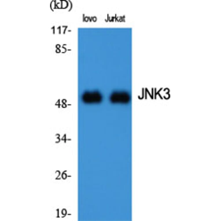 Western blot - JNK3 Polyclonal Antibody from Signalway Antibody (41087) - Antibodies.com