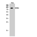 Western blot - MDM2 Polyclonal Antibody from Signalway Antibody (41127) - Antibodies.com