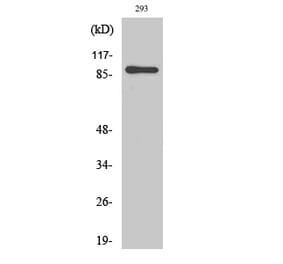 Western blot - MSK1 Polyclonal Antibody from Signalway Antibody (41184) - Antibodies.com