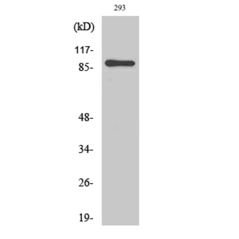 Western blot - MSK1 Polyclonal Antibody from Signalway Antibody (41184) - Antibodies.com