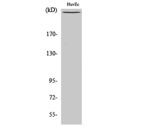 Western blot - mTOR Polyclonal Antibody from Signalway Antibody (41187) - Antibodies.com