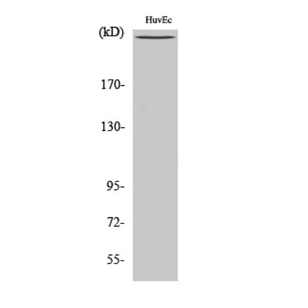 Western blot - mTOR Polyclonal Antibody from Signalway Antibody (41187) - Antibodies.com