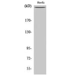 Western blot - mTOR Polyclonal Antibody from Signalway Antibody (41187) - Antibodies.com