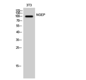 Western blot - NGEP Polyclonal Antibody from Signalway Antibody (41238) - Antibodies.com