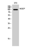 Western blot - NGEP Polyclonal Antibody from Signalway Antibody (41238) - Antibodies.com